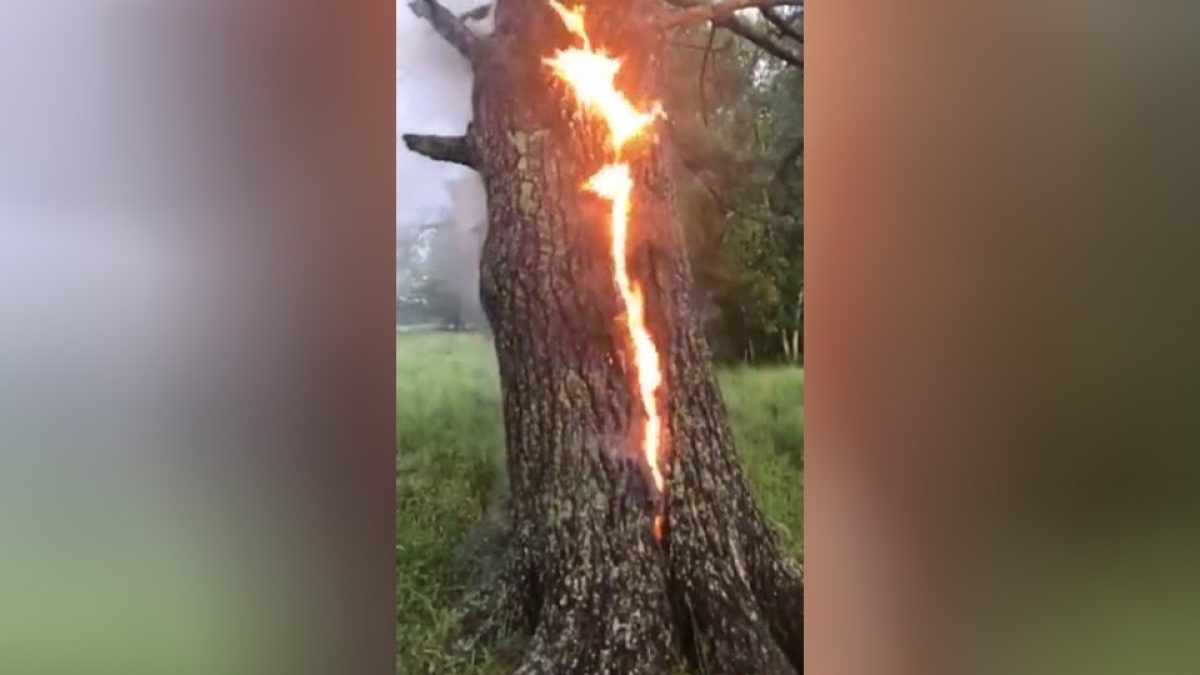 Tree Catches On Fire After Getting Struck By Lightning 