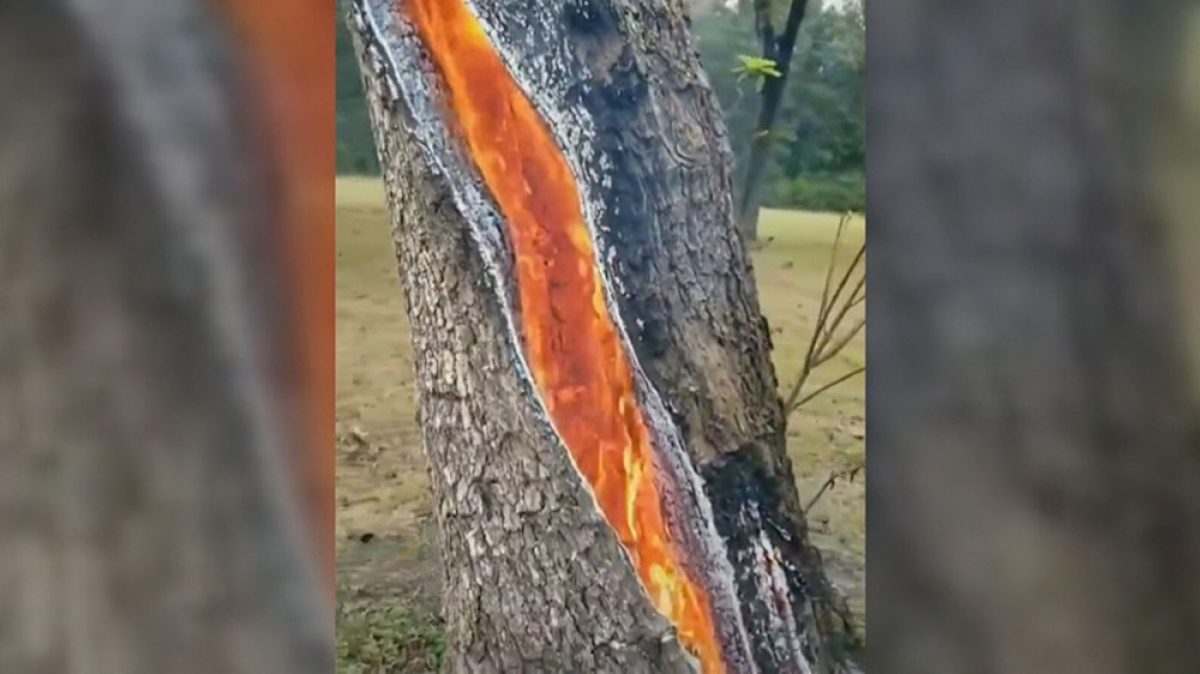 This Video Of A Tree Burning From The Inside Out Is Oddly Relatable 